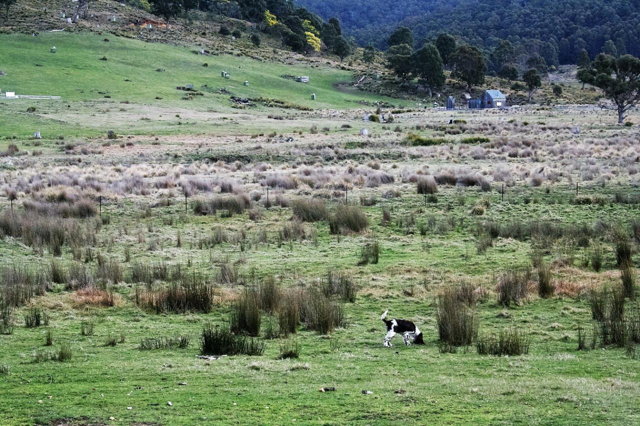 Currawong Lakes Tasmania Lake Leake Exterior foto